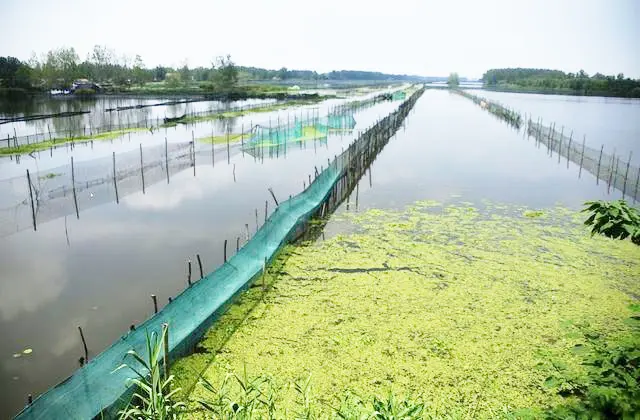Blue - Green Algae Sensor: Accurately Addressing Blue - Green Algae Proliferation in Ponds, A New Tool for Safeguarding Aquatic Ecosystems