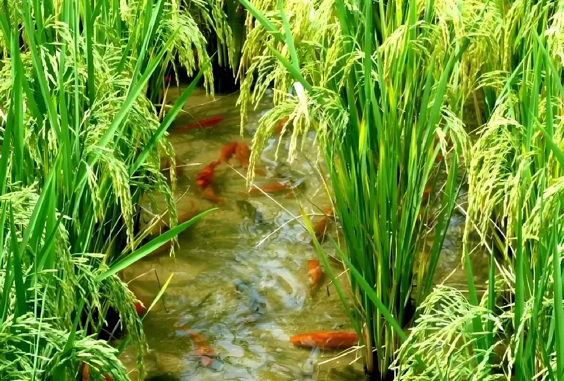 Analysis of the Relationship Between Dissolved Oxygen Concentration and Saturation in Water